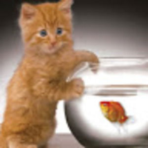 Meet your Posher, Gina